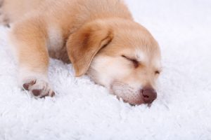 Use Dog And Cat Diapers To Keep Carpet Clean