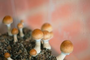 mushrooms psilocybin aka penis envy